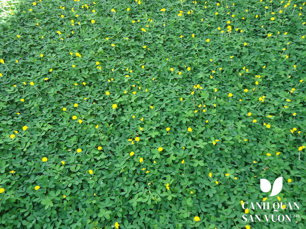 Cỏ đậu phộng (Arachis glabrata)