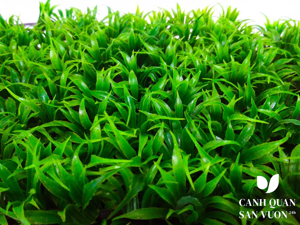 Cỏ lá tre (tên khoa học: Ophiopogon japonicus)