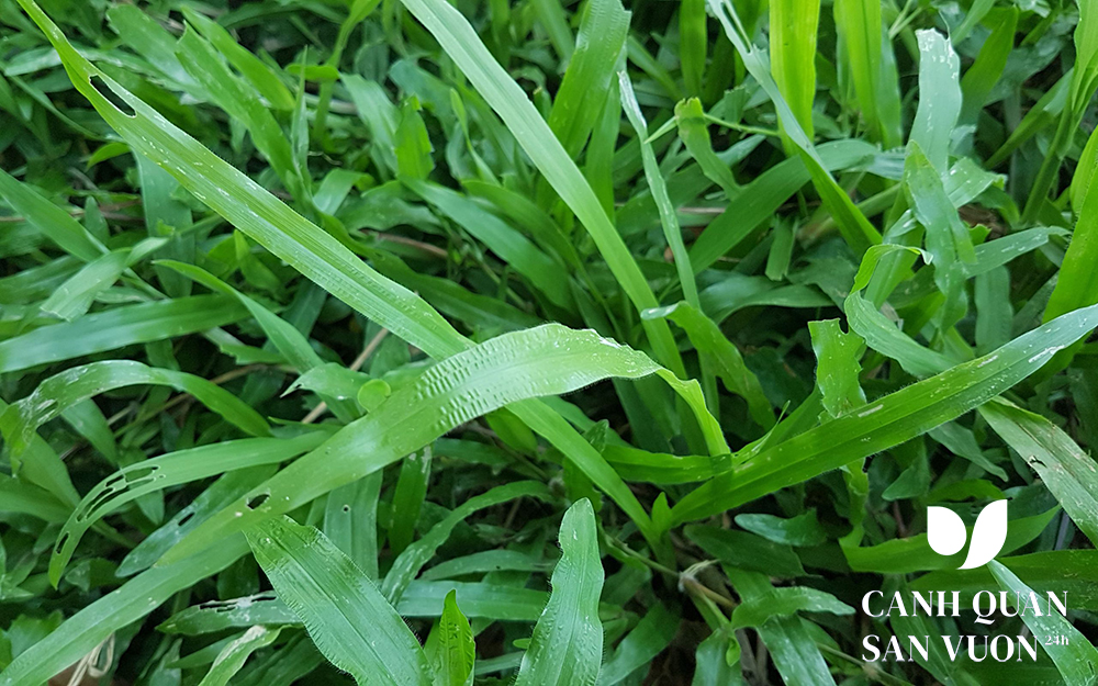 Cỏ lá gừng (Alpinia galanga)
