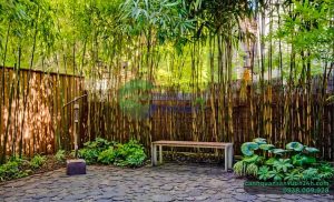 cay-truc-quan-tu-lam-cho-san-vuon-nghe-thuat-hon-va-mang-lai-may-man