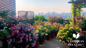 vuon hoa san thuong 1