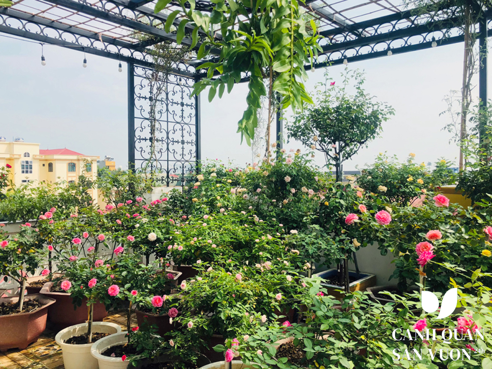 Cách thiết kế vườn hoa sân thượng đẹp như mơ 