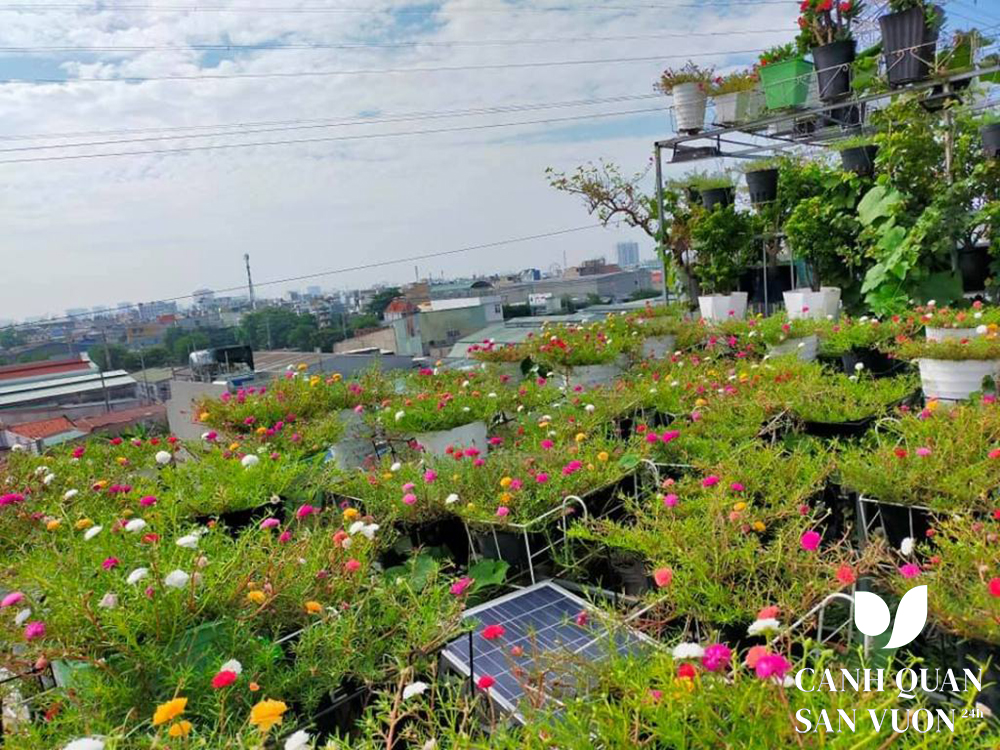 vuon hoa san thuong 6