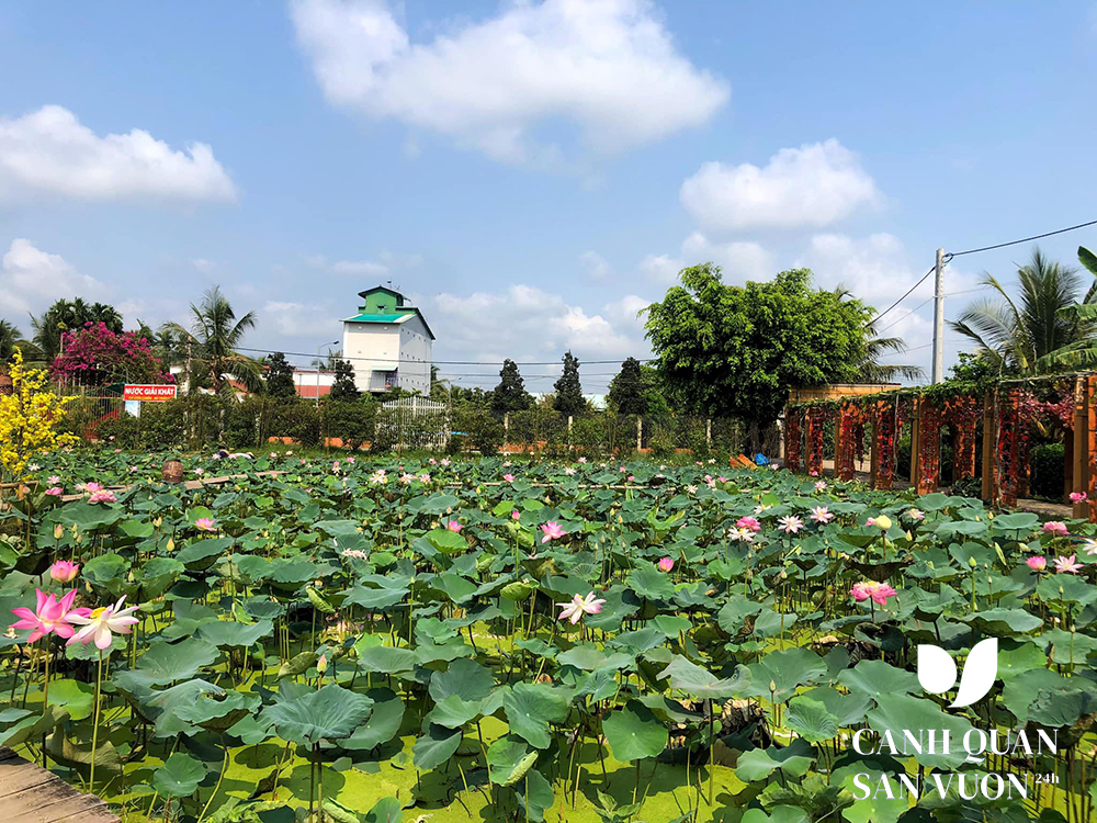 Hoa sen, súng 