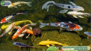 cach-chon-ca-koi-2