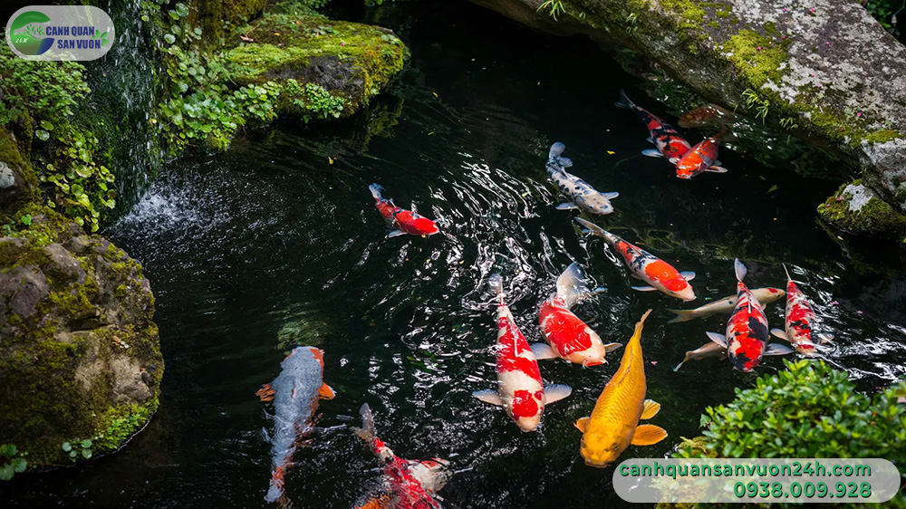 cach-chon-ca-koi-4