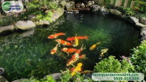 son chong tham ho ca koi 1