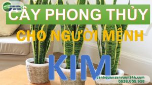 Cay Cho Menh Kim 1