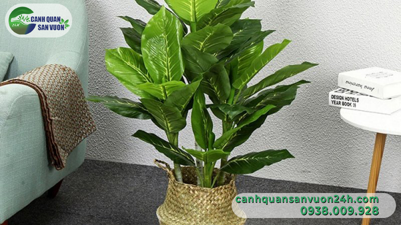 Cay Ma Hoang Tu