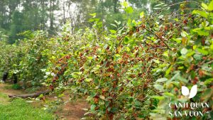 cay kieng trong truoc san nha 1