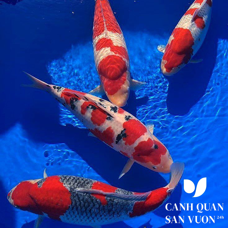 phan biet Koi tategoi va tateshita 4