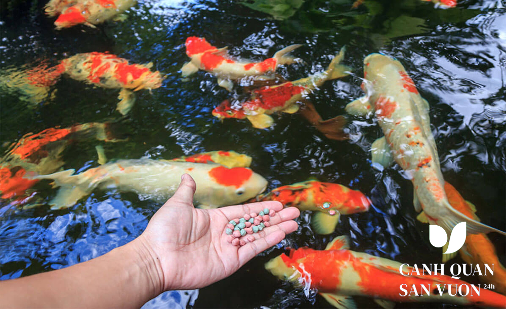 thuc an cho ca koi 2