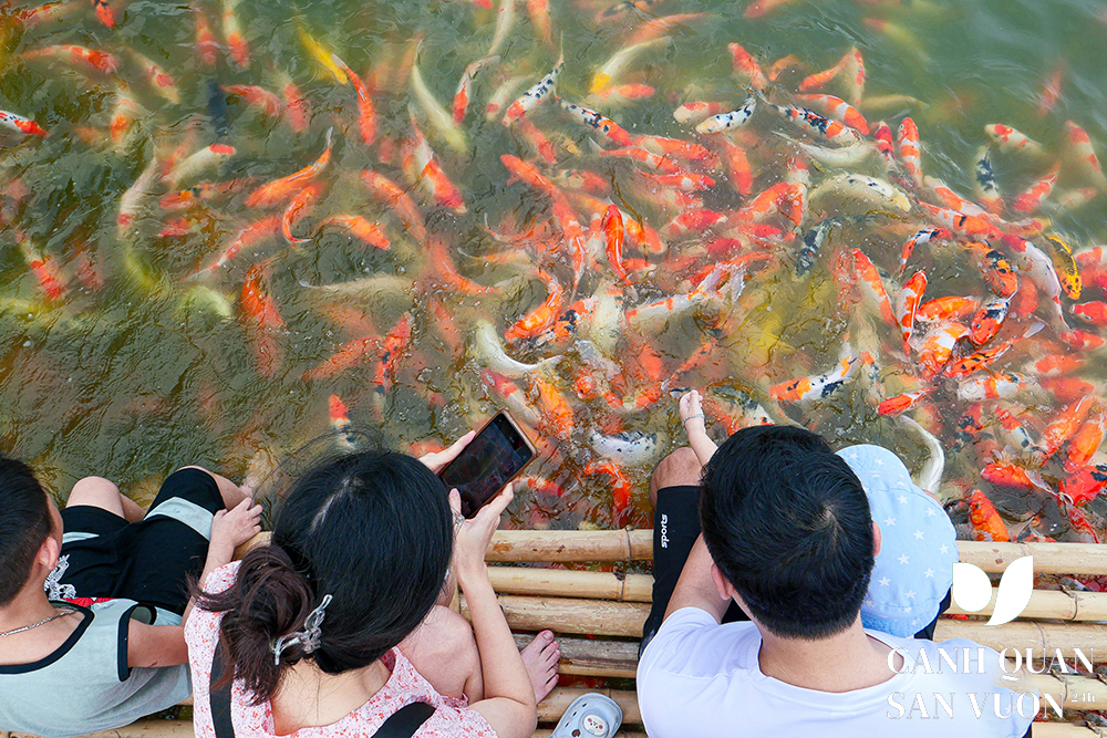 thuc an cho ca koi 5